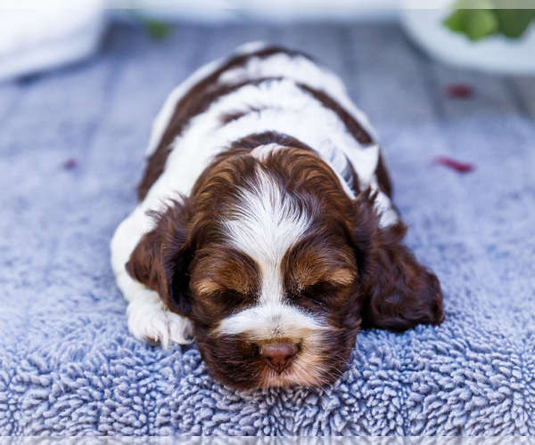 Medium Photo #4 Cocker Spaniel Puppy For Sale in WAKARUSA, IN, USA