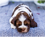 Small #3 Cocker Spaniel