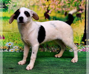 Mutt Dogs for adoption in Wetumpka, AL, USA