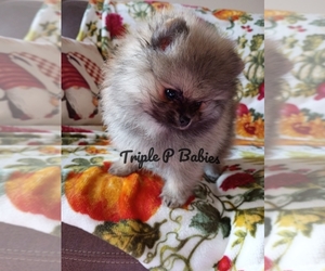 Pomeranian Puppy for sale in PEMBROKE, GA, USA