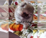 Small Pomeranian