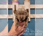Small Photo #83 Labrador Retriever Puppy For Sale in POCAHONTAS, IL, USA