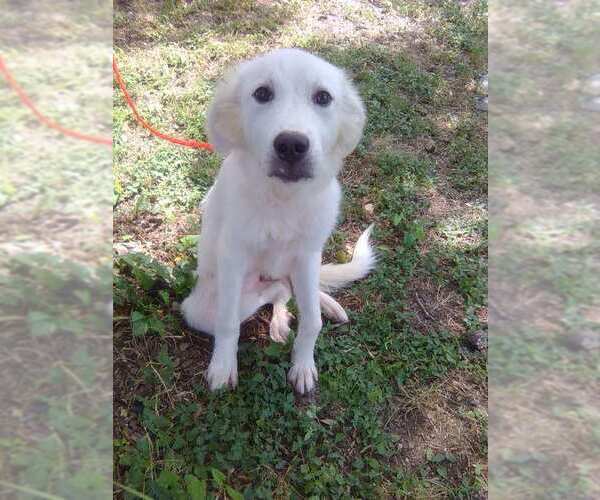 Medium Photo #3 Great Pyrenees Puppy For Sale in Spring, TX, USA