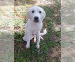 Small #2 Great Pyrenees