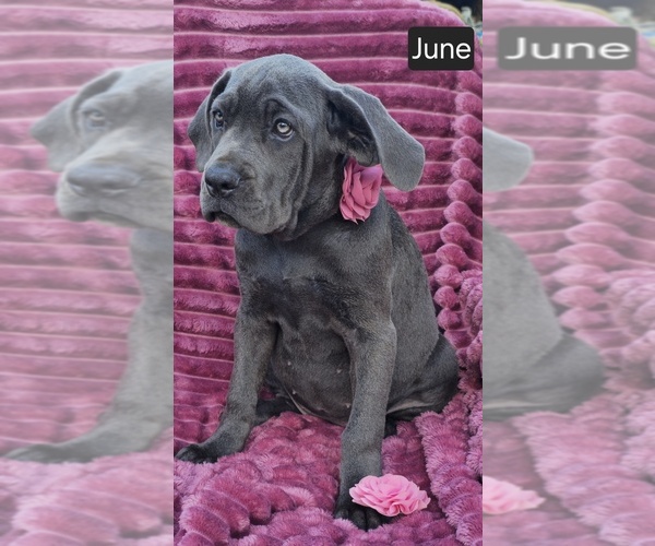 Medium Photo #5 Cane Corso Puppy For Sale in MINERAL WELLS, WV, USA