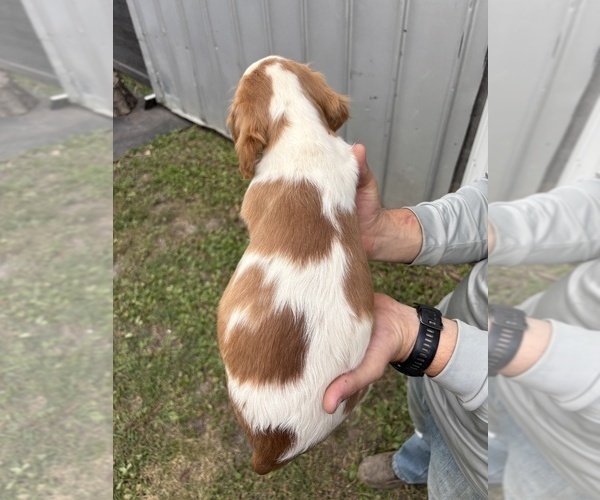 Medium Photo #18 Brittany Puppy For Sale in FISHER, IL, USA