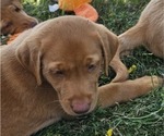 Puppy Lagatha white Labrador Retriever