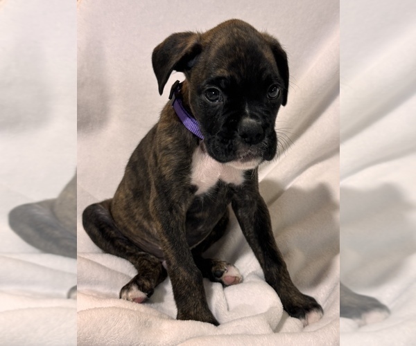 Medium Photo #5 Boxer Puppy For Sale in LANSING, MI, USA