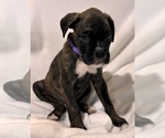 Mr Purple - Male Boxer Puppy for Sale - Photo #5