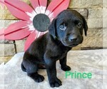 Puppy Prince AKC Eng Labrador Retriever