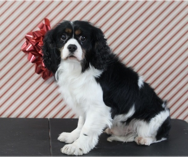 Medium Photo #2 Cavalier King Charles Spaniel Puppy For Sale in FREDERICKSBURG, OH, USA