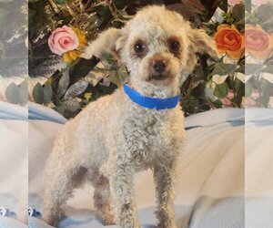 Poodle (Miniature) Dogs for adoption in Bon Carbo, CO, USA