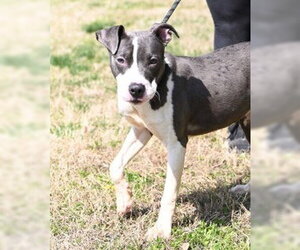 Mutt Dogs for adoption in Glen Allen, VA, USA