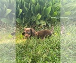 Small #3 Dachshund