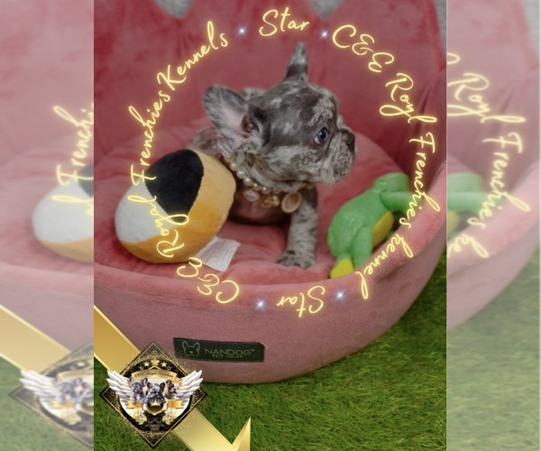 Medium Photo #10 French Bulldog Puppy For Sale in ATHENS, GA, USA