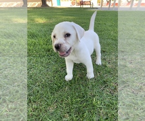 Labrador Retriever Puppy for sale in AZUSA, CA, USA