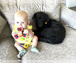 Small #1 Labrador Retriever Mix