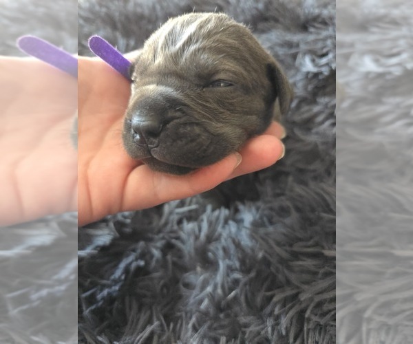 Medium Photo #23 Cane Corso Puppy For Sale in HENRY, VA, USA