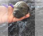 Small #3 Cane Corso
