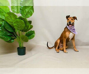 Doberman Pinscher-Unknown Mix Dogs for adoption in Sanford, FL, USA