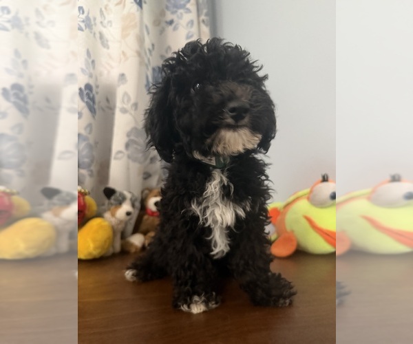 Medium Photo #27 Bichpoo Puppy For Sale in DURHAM, CT, USA
