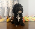 BichPoo puppies - Male Bichpoo Puppy for Sale - Photo #27