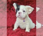 Small Photo #88 French Bulldog Puppy For Sale in DALLAS, TX, USA