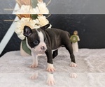 Small Photo #49 Boston Terrier Puppy For Sale in GOSHEN, IN, USA