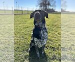 Small #1 Border Collie-German Shorthaired Pointer Mix
