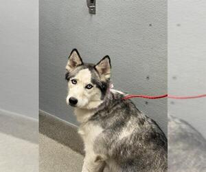 Siberian Husky-Unknown Mix Dogs for adoption in Las Vegas, NV, USA