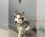 Small Siberian Husky Mix