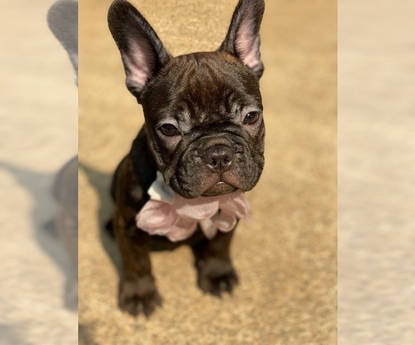 Medium Photo #3 French Bulldog Puppy For Sale in PALO ALTO, CA, USA
