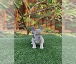 Small French Bulldog