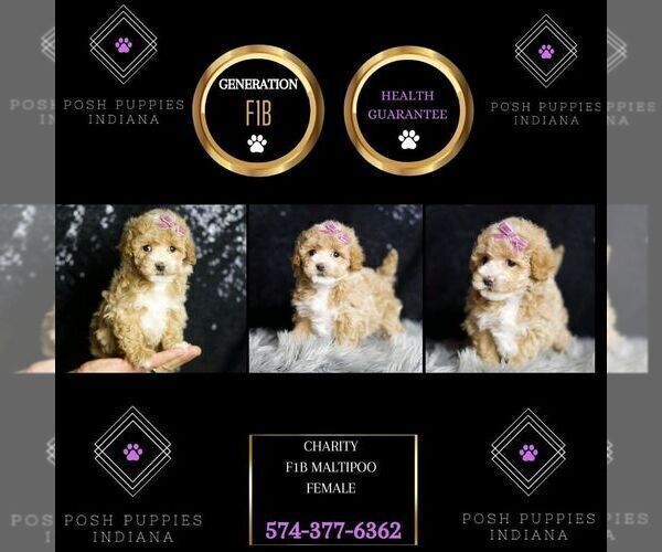 Medium Photo #8 Maltipoo Puppy For Sale in WARSAW, IN, USA