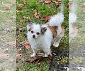 Chihuahua Dogs for adoption in Monkton, MD, USA