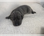 Small Photo #6 Great Dane Puppy For Sale in OLATHE, CO, USA