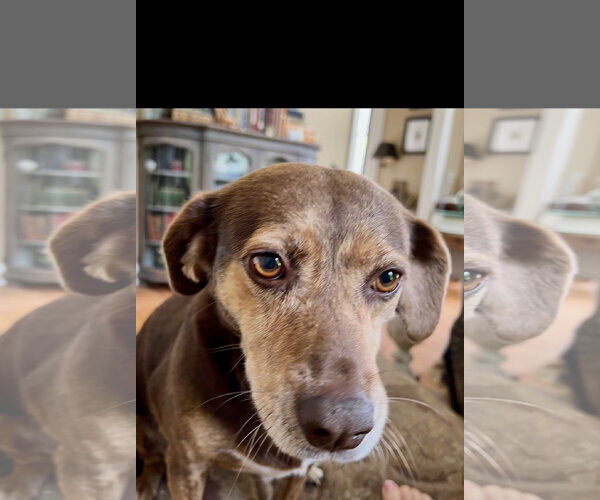 Medium Photo #5 Beagle-Unknown Mix Puppy For Sale in Tarrytown, GA, USA