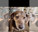 Small #4 Beagle Mix