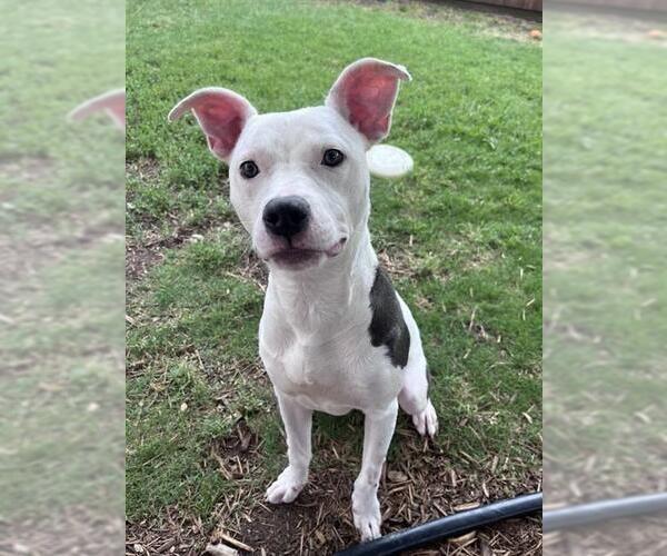 Medium Photo #1 Mutt Puppy For Sale in Plano, TX, USA