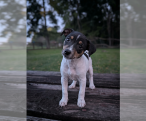Rat Terrier Puppy for sale in SHIPSHEWANA, IN, USA