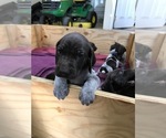 Small Photo #12 German Shorthaired Pointer Puppy For Sale in BOERNE, TX, USA