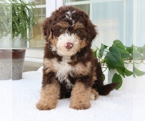 Bernedoodle Puppy for sale in LANCASTER, PA, USA