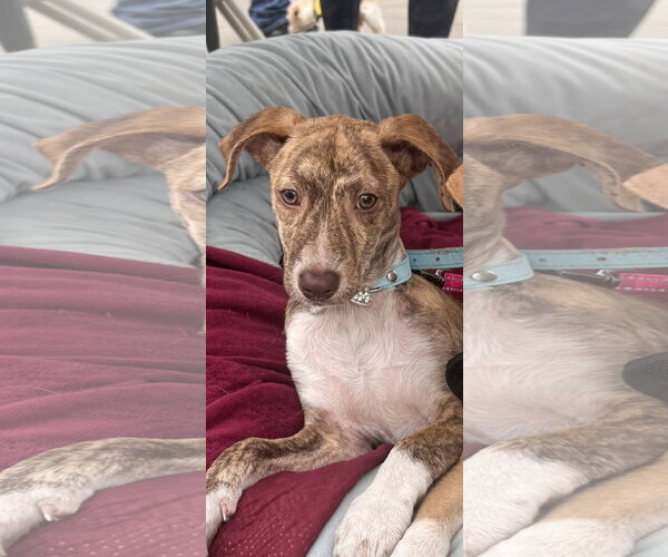 Medium Photo #6 Chihuahua-Unknown Mix Puppy For Sale in NYC, NY, USA