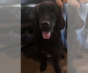 Newfoundland Puppy for sale in LEXINGTON, TX, USA