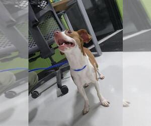 Chihuahua-Unknown Mix Dogs for adoption in Temple, TX, USA