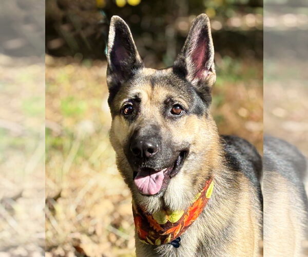 Medium Photo #4 German Shepherd Dog Puppy For Sale in Spring Lake, NJ, USA