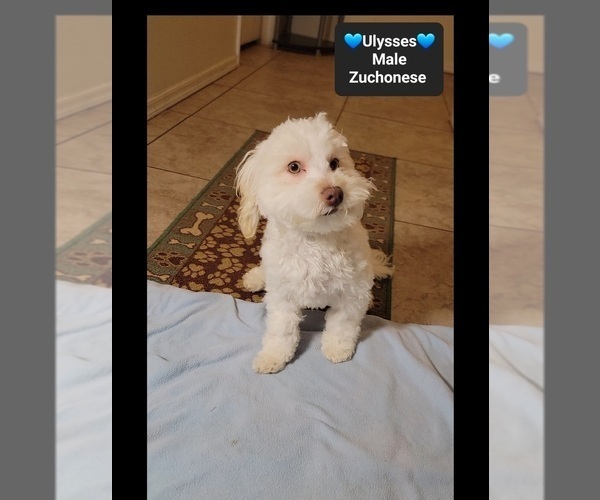 Medium Photo #3 Havanese-Zuchon Mix Puppy For Sale in TUCSON, AZ, USA
