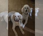 Small Photo #1 Goldendoodle Puppy For Sale in BATTLE GROUND, WA, USA