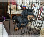 Small #11 Dachshund