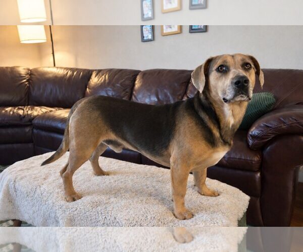 Medium Photo #3 Mutt Puppy For Sale in Greenville, SC, USA